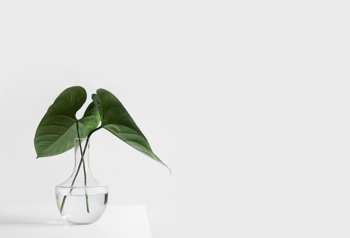 A single stem in a glass vase — a quiet, editorial detail